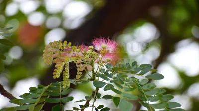 Copper Pod Tree(ಬೆಟ್ಟದ  ಹುಳಿ)