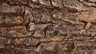Copper Pod Tree(ಬೆಟ್ಟದ  ಹುಳಿ)