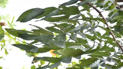 Copper Pod Tree(ಬೆಟ್ಟದ  ಹುಳಿ)