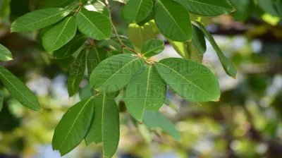 Copper Pod Tree(ಬೆಟ್ಟದ  ಹುಳಿ)
