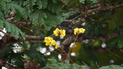 Copper Pod Tree(ಬೆಟ್ಟದ  ಹುಳಿ)