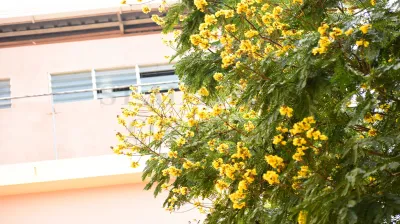 Pterygota Alata