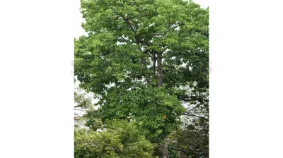 Pterygota Alata