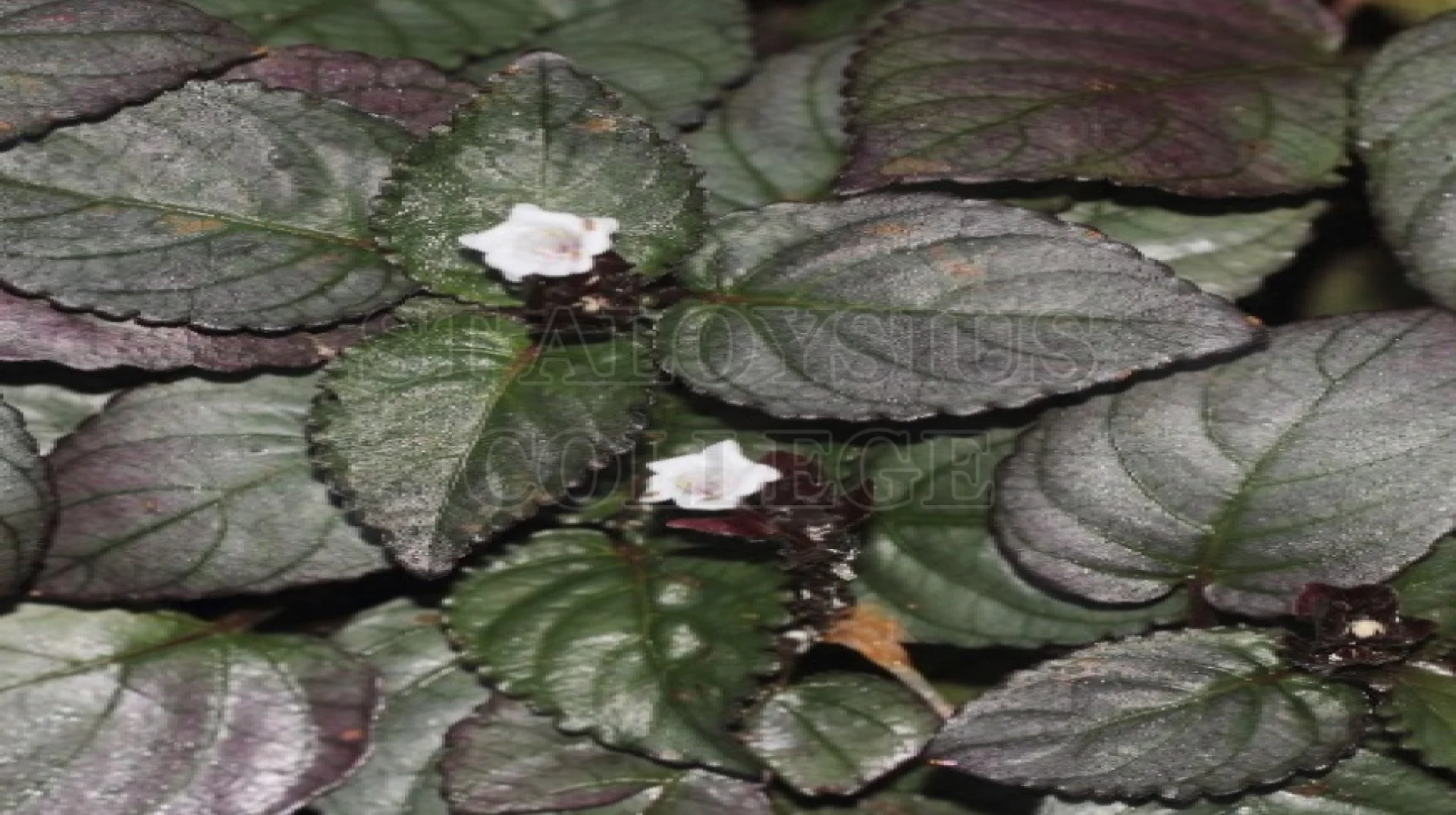 Red Flame Ivy