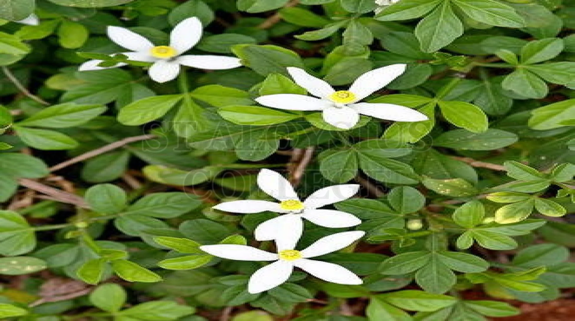 Goanese Ipecac