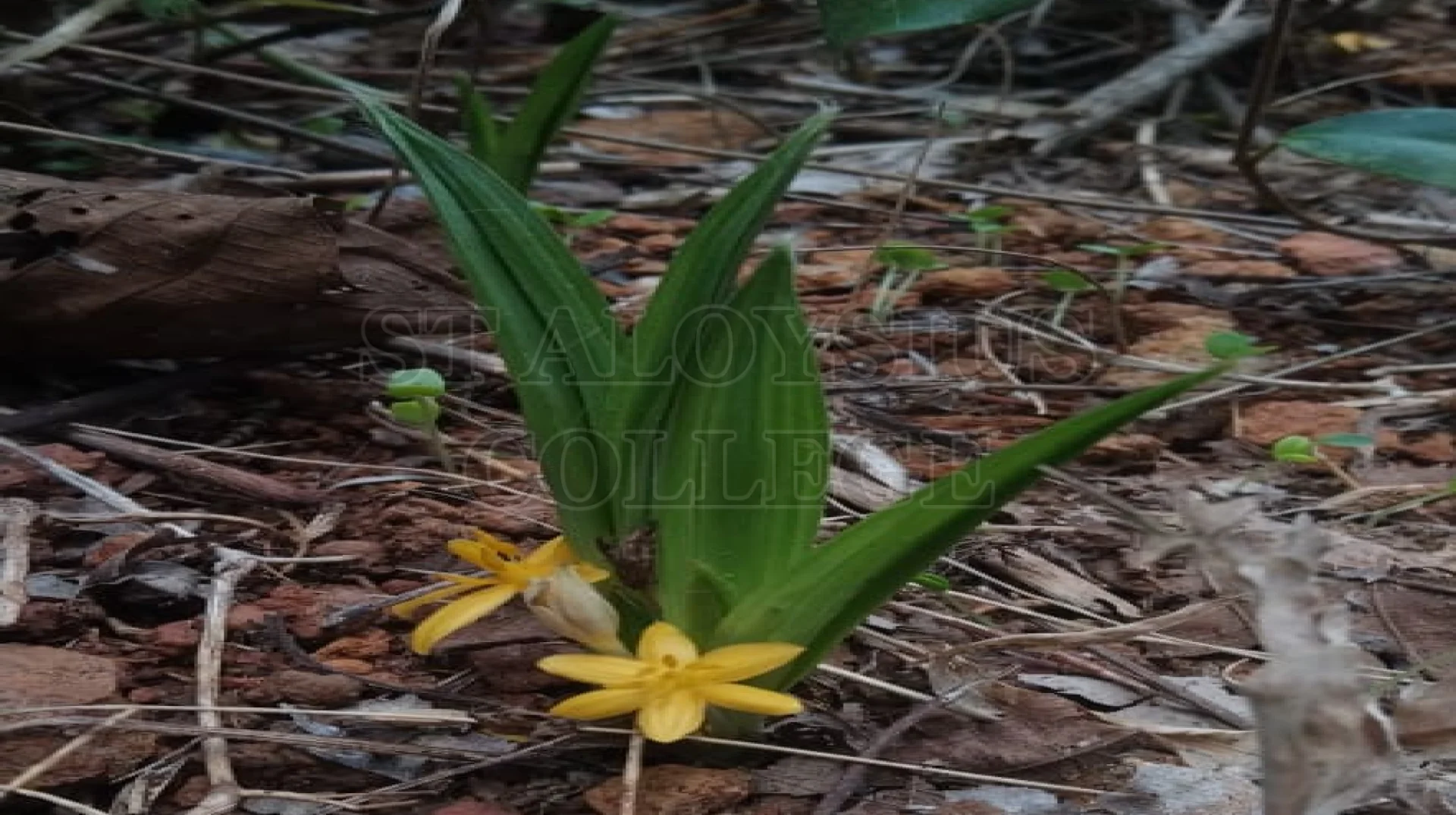 Orchid Palm Grass