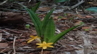 Orchid Palm Grass